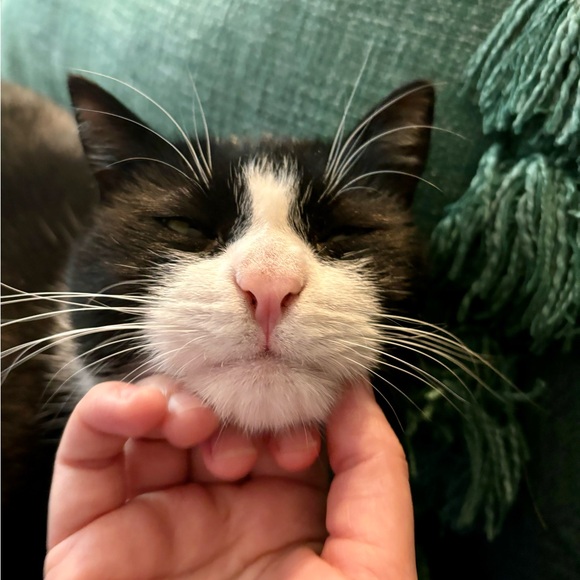 Meet your Posher, Kylee - Picture 2 of 3